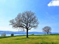 Wunderbares Frühlingswetter mit Aussicht auf den Sempachersee. (Bild: Urs Gutfleisch, Sempach, 23. Mai 2019)