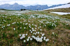 Krokusse auf der Alp Sigel in Hülle und Fülle. (Hinten Kamor und Hoher Kasten). (Bild: Franz Häusler)