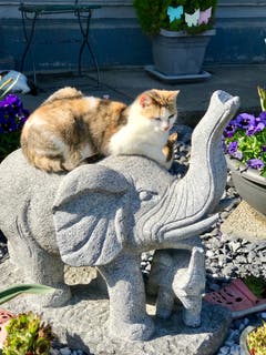 Auf Safari - Die Katze auf dem Elefanten.(Bild: Renate Wachsmuth)