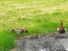 Nilgänsefamilie im Rohrspitz. (Bild: Röbi Jehlen)