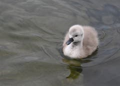 Erste Schwimmversuche.... (Bild: Yvonne Aldrovandi-Schläpfer)