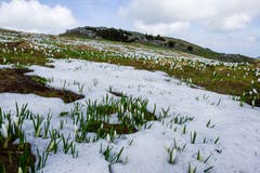 Die Krokusse wollen ans Licht auf der Alp Sigel. (Bild: Franz Häusler)
