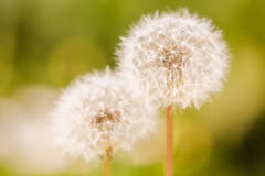 Verblühter Löwenzahn - Pusteblume! (Bild: Petra Jung, Hämikon, 22. Mai 2019)