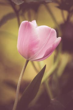 Tulpe in rosa. (Bild: Petra Jung, Hämikon, 22. Mai 2019)