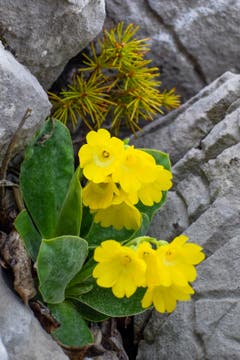 Die Alpenflora auf der Alp Sigel: Aurikeli (Primula Auricula) in seinem Habitat. (Bild: Franz Häusler)