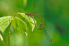 Libellen. (Bild: Marianne Schmid, Wichelsee, 23. Mai 2019)