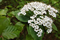 Holunderblüte im Wald (Bild: Josef Habermacher, Rickenbach, 24. Mai 2019)