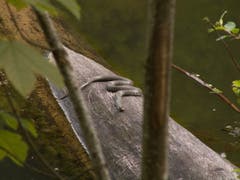 Die Wasserschlange geniesst die längst ersehnte Maisonne auf einem Baumstamm, der teilweise im Steinhauser-Waldsee liegt. (Bild: Peter Bachmann, Steinhauser-Waldsee, 22. Mai 2019)