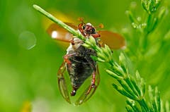 Wunderbar vor die Linse geflogen: Eine Maikäferdame. (Bild: Marianne Schmid, Wichelsee, 23. Mai 2019)