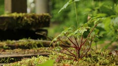 Eine Aufnahme von der Kraft der Natur. (Bild: Irene Wanner, Ettiswil, 25. Mai 2019)