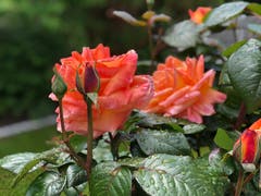 Die Rosen hoffen auf trockenes Wetter. (Bild: Regina Sapin, Rotkreuz, 25. Mai 2019)