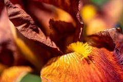 Innenleben einer Schwertlilie. (Bild: Stefan Kunz, Meridiani Garten Basel, 25. Mai 2019)
