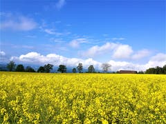 Ein Mix aus Sonne und Wolken ergibt diese wunderbare Morgenstimmung. (Bild: Urs Gutfleisch, Ruswil, 25. Mai 2019)