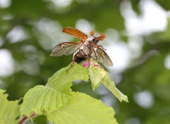 In Nidwalden ist wieder Maikäfer-Flugjahr. (Bild: Bruno Schuler, Buochs, 26. Mai 2019)