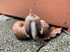 Die Weinbergschnecken in unserem Garten spüren den Frühling. (Bild: Natascha Büchler, Oberkirch, 26. Mai 2019)