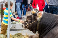 Ein Kind streichelt den Siegermuni. (Bild: Philipp Schmidli, Oberdorf, 26. Mai 2019)