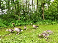 Eine Gänsefamilie mit ihrem Nachwuchs beim Steinibühlweiher. (Bild: Urs Gutfleisch, 27. Mai 2019)