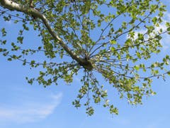 Ein Ast einer Platane in Gossau: Dieses Jahr wird es wieder Früchte geben, man sieht kleine Kugeln. (Bild: Claudine Germann)