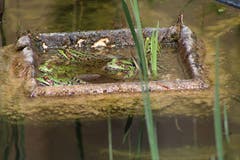 Diese Frösche sind am sonnenbaden auf einer Insel in einem Garten in Wagenhausen. (Bild: Hans Kradolfer)