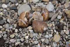 Drei Weinbergschnecken beim vergnüglichen Stelldichein. (Bild: Baldamus Walter)