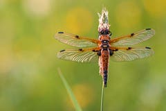 Eine Vierfleck-Libelle. (Bild: Franziska Hörler)