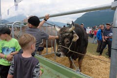 Maurutz heisst der Sieger-Muni. (Bild: Richard Greuter, Oberdorf, 26. Mai 2019)