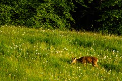 Ein junger Rehbock im Schlaraffenland in Rehetobel. (Bild: Matthias Rozinek)