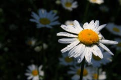 Eine Margarite im Morgentau. (Bild: Alois Aschwanden)