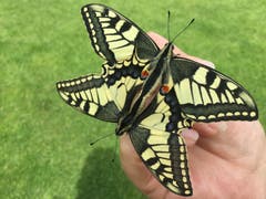 Der Schwalbenschwanz in unserem Garten. (Bild: Paul Gees)