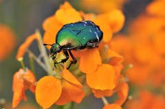 Der Blumenkäfer macht seinem Namen alle Ehre. (Bild: Irene Weibel)