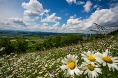 Eine prächtige Naturwiese. (Bild: Vinzenz Blum, Egolzwil, 27. Mai 2019)