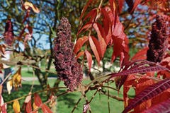 Der Essigbaum (Rhus typhina) stammt aus Nordamerika. Als Zierstrauch kultiviert und oft verwildert. (Bild: Getty)