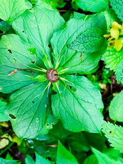 Was für ein schönes Blümchen, dachte ich mir. Doch beim genaueren Hingucken entdeckte ich eine Schnecke, welche es sich auf der Blüte gemütlich gemacht hat. Fragt sich nun, wer sich mit fremden Federn schmückt ... (Bild: Erika Rebsamen, Buochserhorn, 26. Mai 2019)