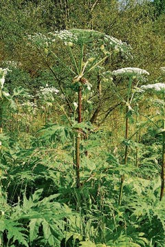Der Riesenbärenklau (Heracleum mantegazzianum) wurde im Jahr 1980 in der Schweiz «eingebürgert». (Bild: Wikimedia)
