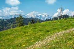 Löwenzahn- blüht und verblüht, gesehen am Suruggen. (Bild: Hans-Jörg Nüesch)