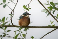 Der Eisvogel vom alten Rhein. (Bild: Edgar Huber)