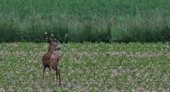 Ein Rehböcklein überprüft die Lage. (Bild: André Egli, Willisau, 28. Mai 2019)