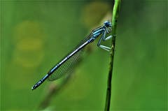 Wunder der Natur. Die Blaue Libelle. (Bild: Irene Weibel)