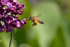 Körbchensammler Bienen ernähren sich von zuckerhaltigem Nektar und dem eiweißreichen gelben Blütenstaub, dem Pollen. (Bild: Luciano Pau)