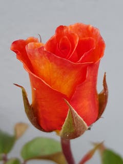 Die Rose in ihrer Symmetrie. (Bild: Reto Schlegel)