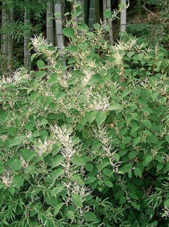 Der Japanische Staudenknöterich (Reynoutria japonica) kam 1823 als Zier- und Futterpflanze nach Europa. (Bild: Wikimedia)
