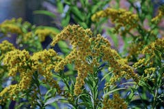 Goldruten (Solidago) sind in allen Landesteilen häufig bis sehr häufig. Als Zierpflanze aus Nordamerika eingeführt. (Bild: Getty)