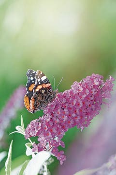 Schön, aber trotzdem ein Neophyt: der Sommerflieder, auch Schmetterlingsbaum genannt. (Bild: Getty)