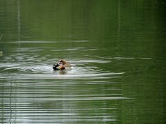 Nilgans beim Bad im Gübsensee, St. Gallen. (Bild: Doris Sieber)