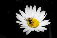 Schwebfliege auf Margerite, fotografiert am Alten Rhein bei Gaissau. (Bild: Priska Kern)