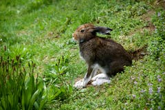 Schneehase im Fellwechsel. Nur die Beine stecken noch im weissen Winterfell. (Bild: Monique Jentsch, Arth Goldau, 3. Mai 2019)