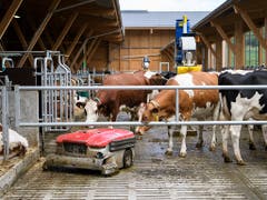 Was ist das denn? Neugierig beäugen Kühe den Reinigungsroboter im neuen Stall am Inforama Rütti in Zollikofen. (Bild: KEYSTONE/ANTHONY ANEX)