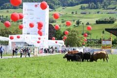 Impressionen von der Iheimisch. (Bild: Nadia Schärli/Luzerner Zeitung, 30. Mai 2019)