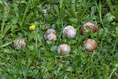 Treffen von Weinbergschnecken, fotografiert am Seealpsee. (Bild: Luciano Pau)
