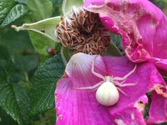 Weisse Wittwe oder Krabbenspinne, das ist hier die Frage. (Bild: Toni Sieber)